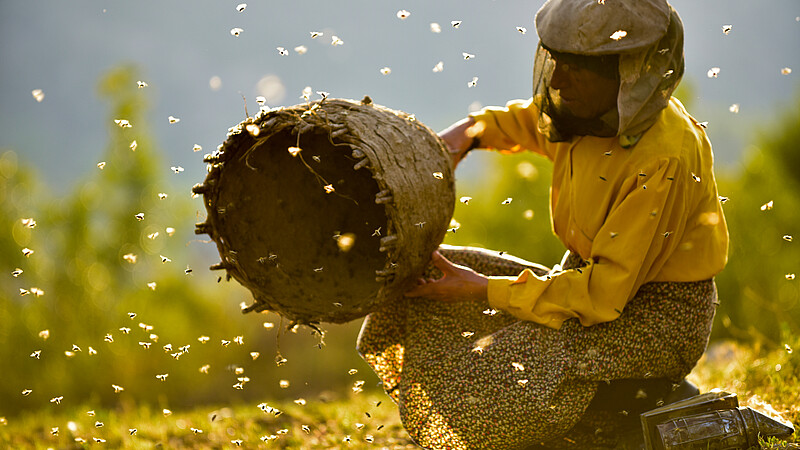 Honeyland / Honigland / Medové království / Królestwo miodu