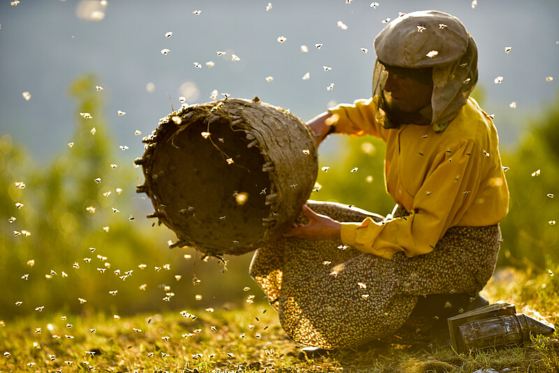 Honeyland / Honigland / Medové království / Królestwo miodu